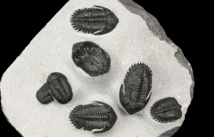 Cluster of Kayserops & Gerastos Trilobites - Mrakib, Morocco #165438